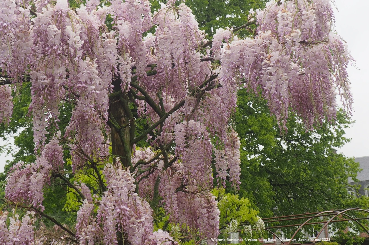 Wisteria floribunda f. rosea 'Lilac Rose'