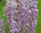 Wisteria floribunda 'Lilac Rose'