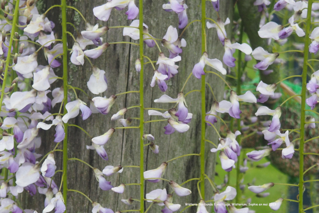 Wisteria floribunda f. multijuga