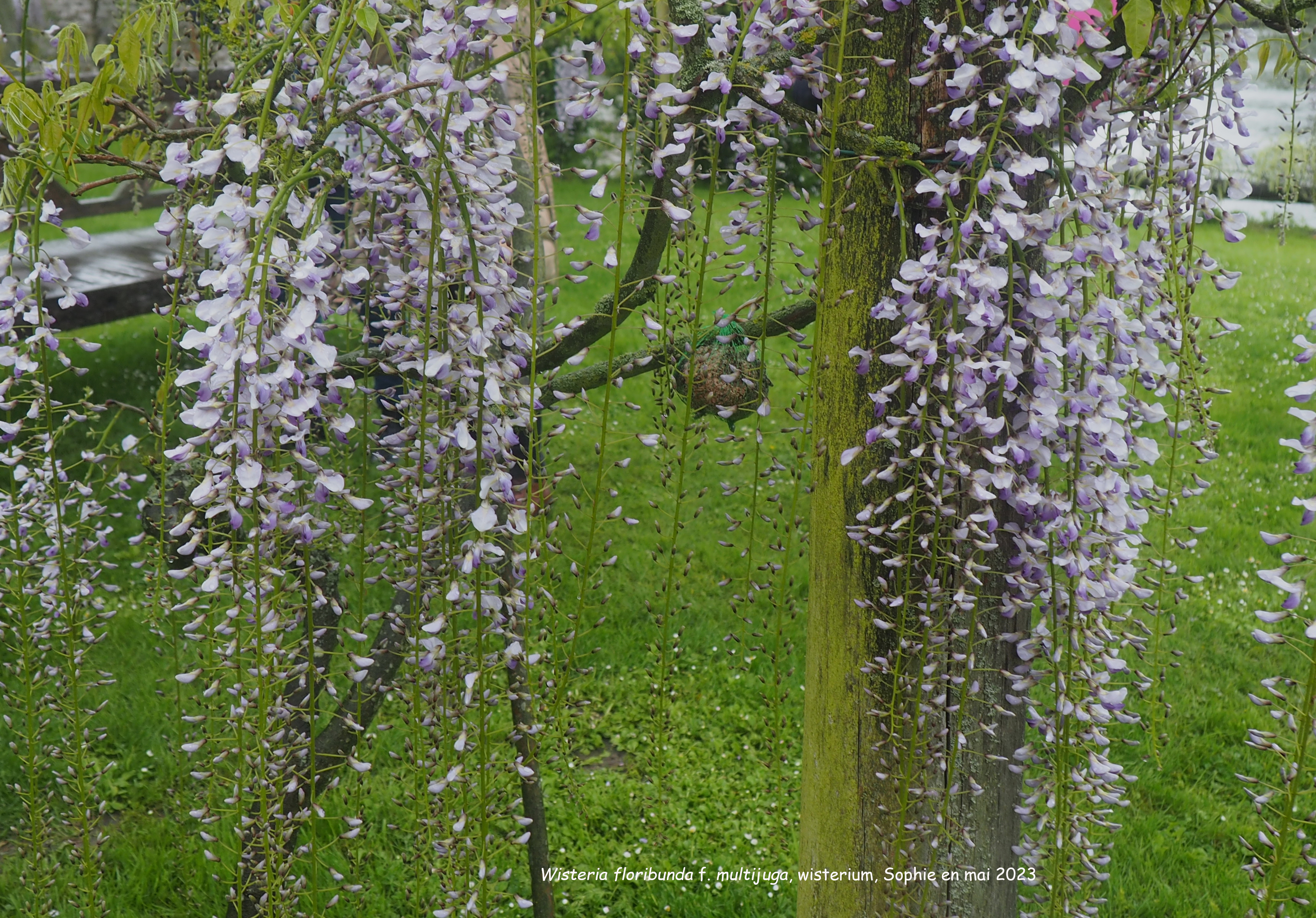 Wisteria floribunda f. multijuga