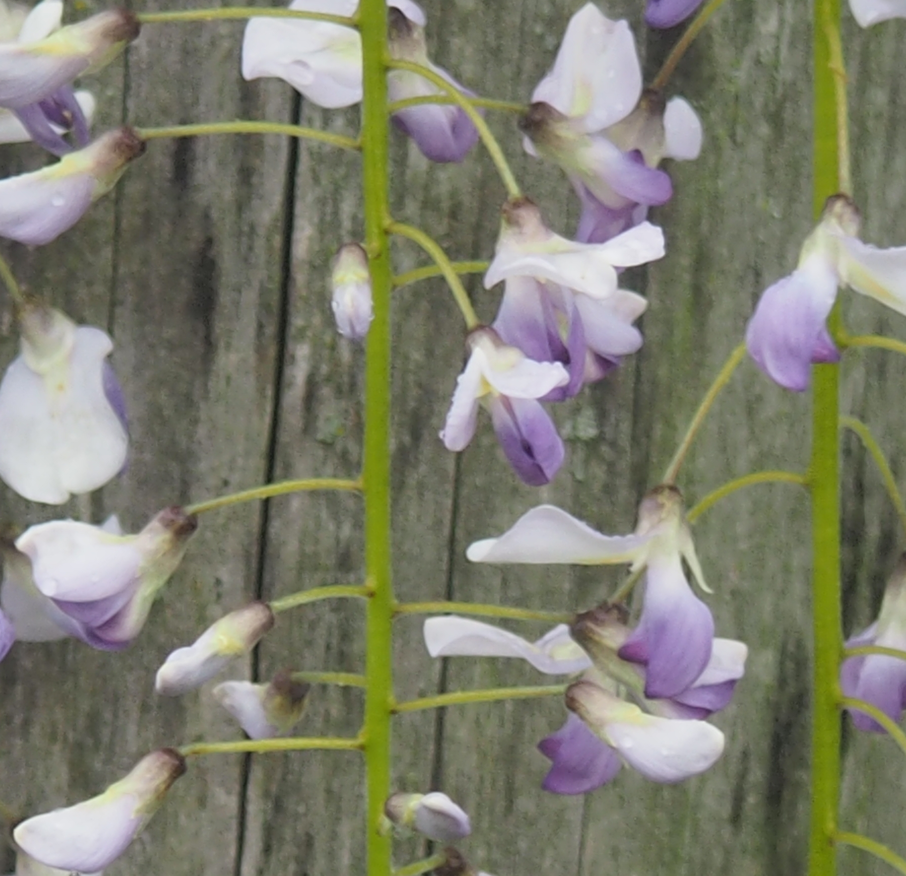Wisteria floribunda f. multijuga