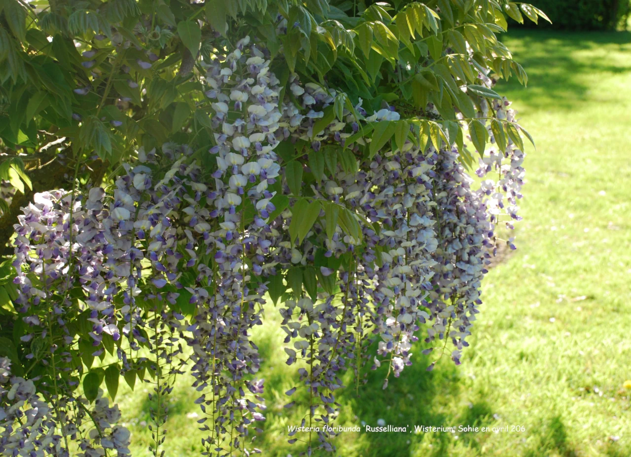 Wisteria floribunda 'Russelliana'
