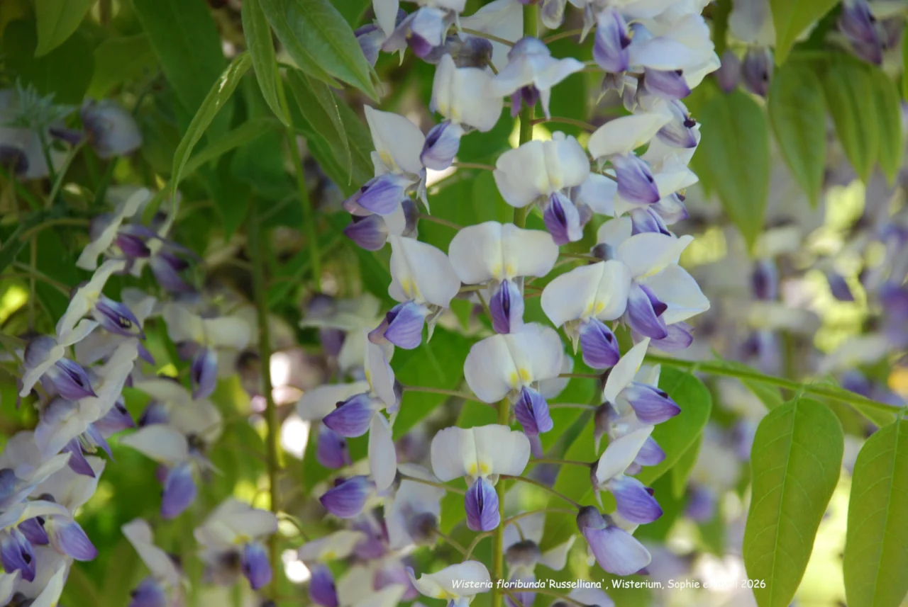 Wisteria floribunda 'Russelliana'