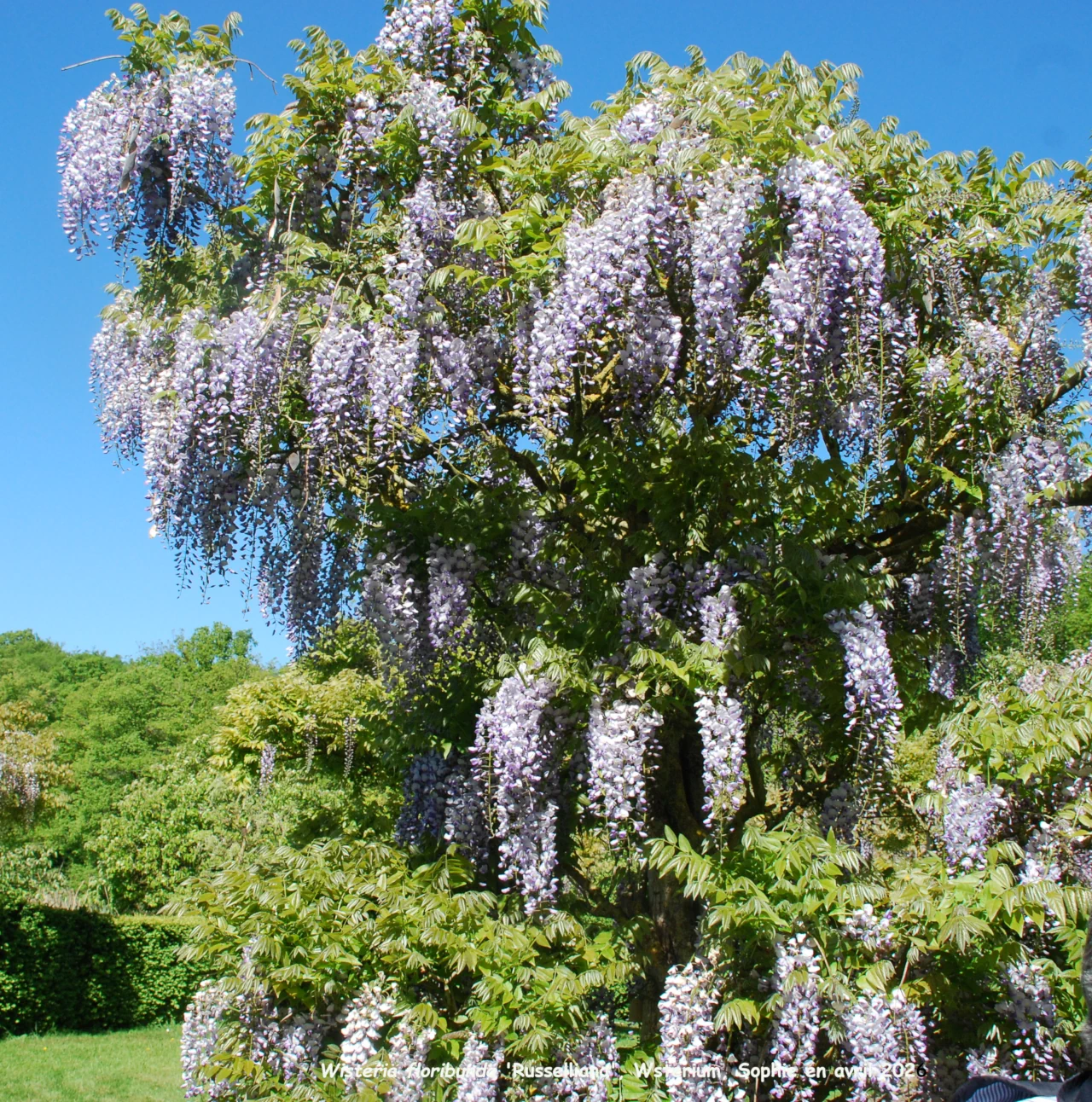 Wisteria floribunda 'Russelliana'