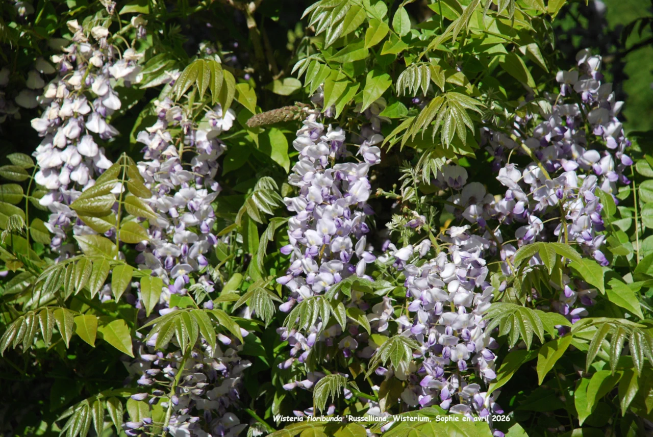 Wisteria floribunda 'Russelliana'