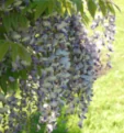 Wisteria floribunda 'Russelliana'