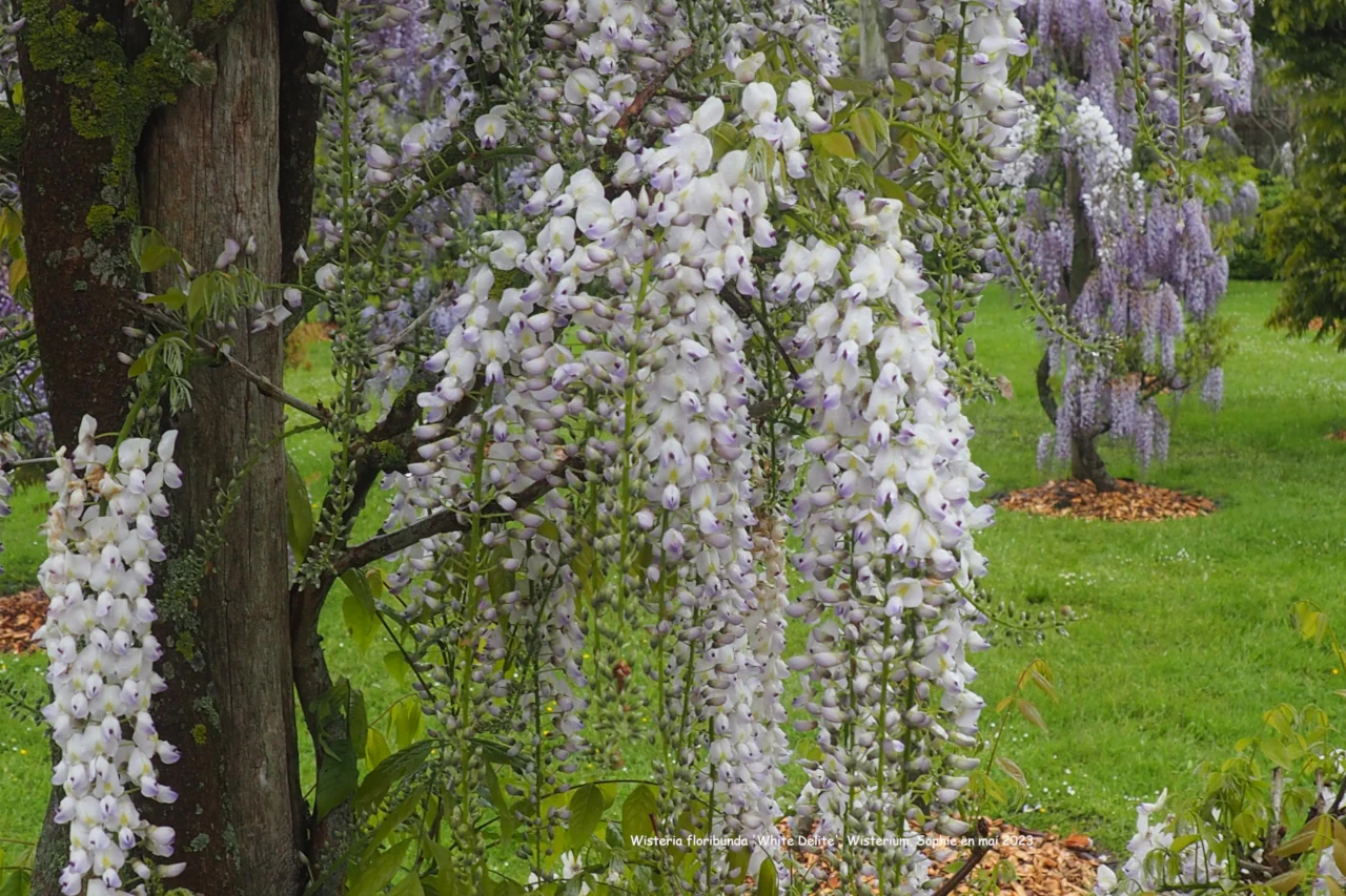 Wisteria floribunda 'White Delite'