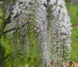 Wisteria floribunda 'Kokuryu'
