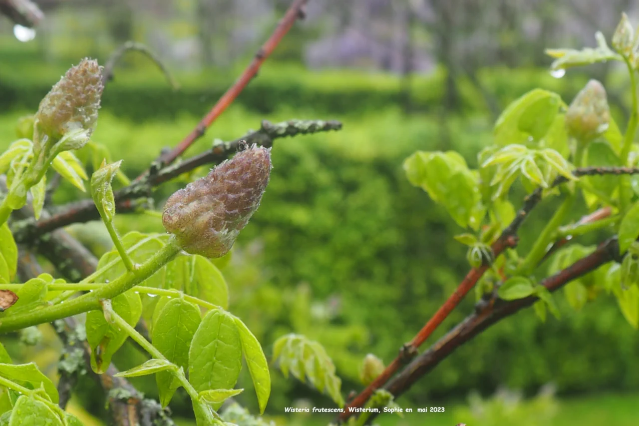 Wisteria frutescens
