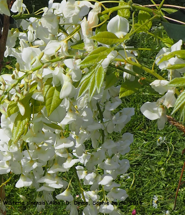 Wisteria sinensis 'Alba'