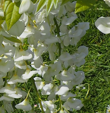 Wisteria sinensis 'Alba'