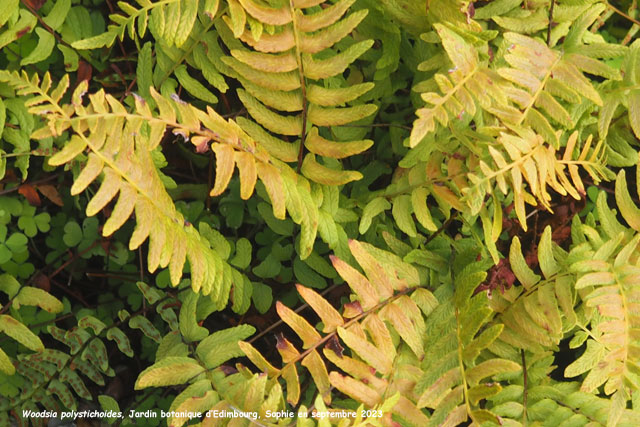 Woodsia polystichoides