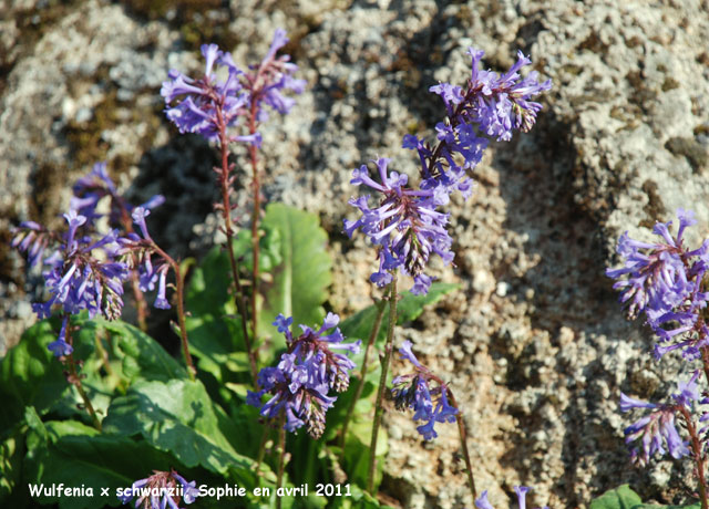 Wulfenia x scwharzii