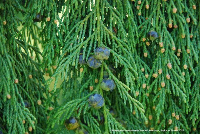 Xanthocyparis nootkatensis 'Pendula'