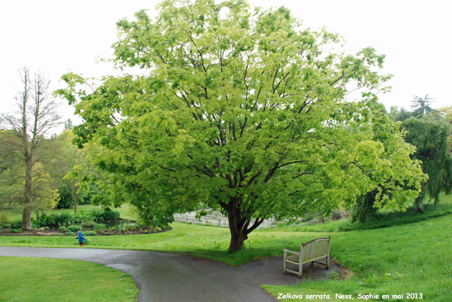 Zelkova serrata