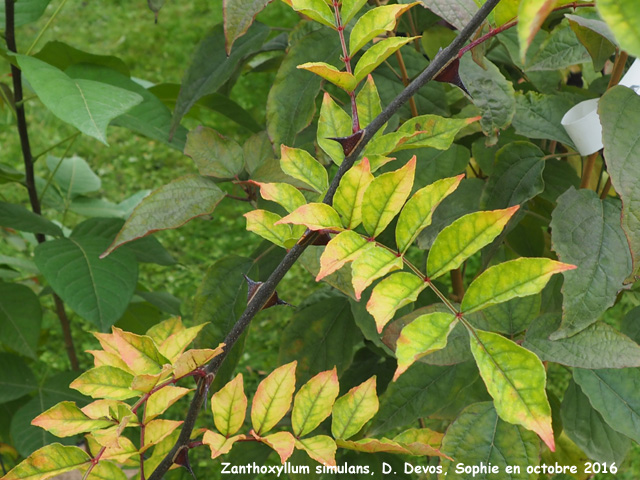 Zanthoxylum simulans