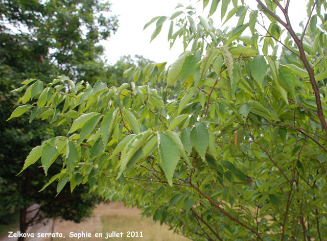 Zelkova serrata