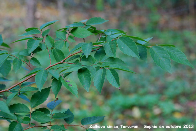 Zelkova sinica