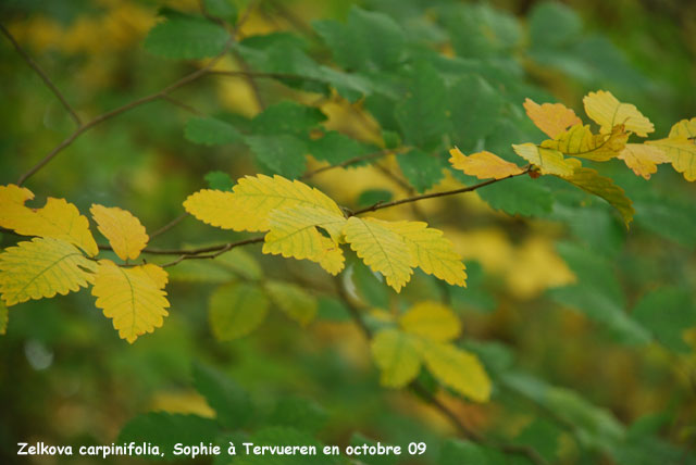 Zelkova carpinifolia