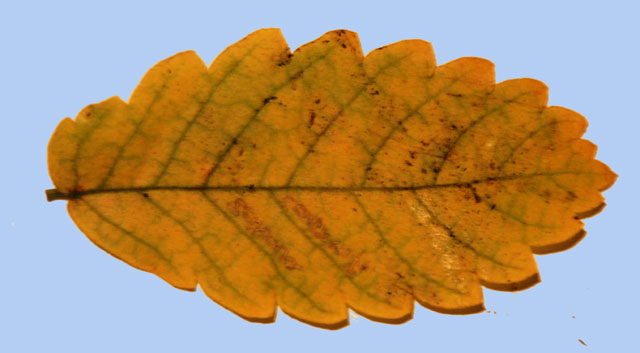 Zelkova carpinifolia