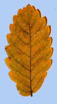 Zelkova carpinifolia