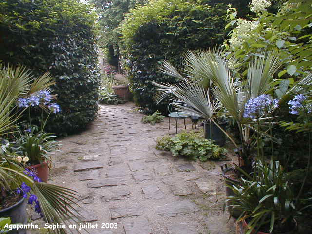 la terrasse des agapanthes