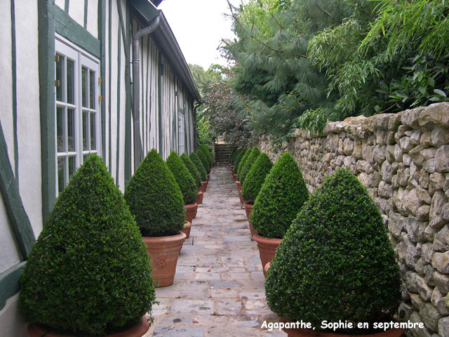 agapanthe: allée vers le jardin méditerranéen