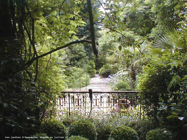 agapanthe: terrasse méditerranéenne