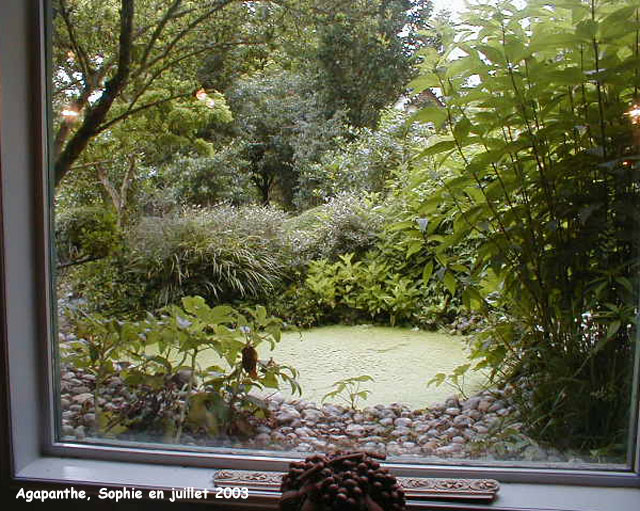 agapanthe: terrasse méditerranéenne