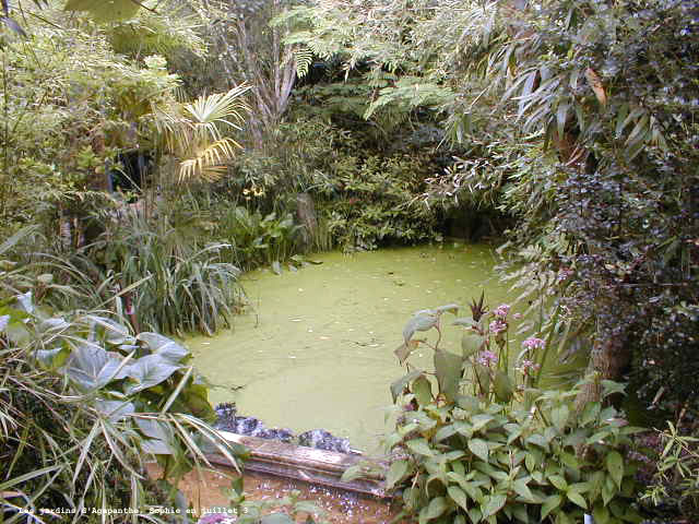 agapanthe: terrasse méditerranéenne