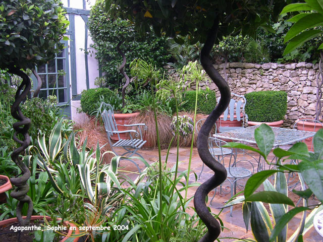 agapanthe: terrasse méditerranéenne