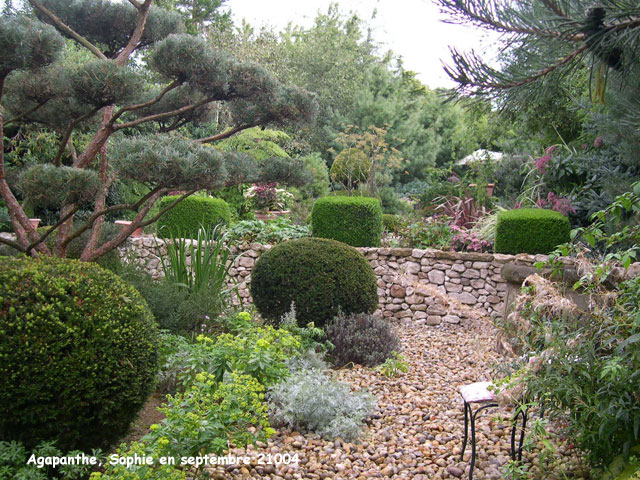 agapanthe: jardin méditerranéen