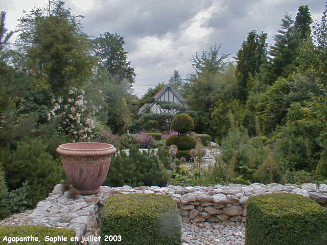 agapanthe:jardin méditerranéen