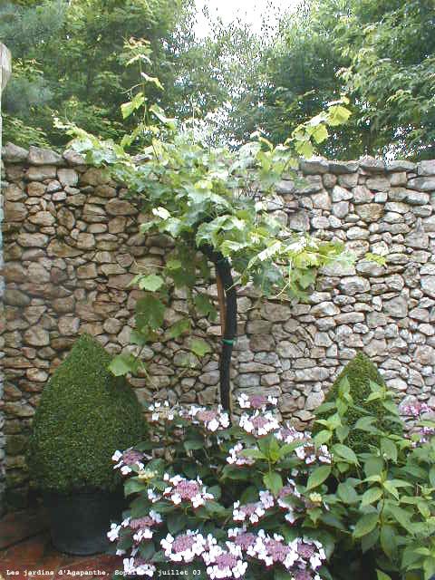 agapanthe: la vigne et l'hortensia