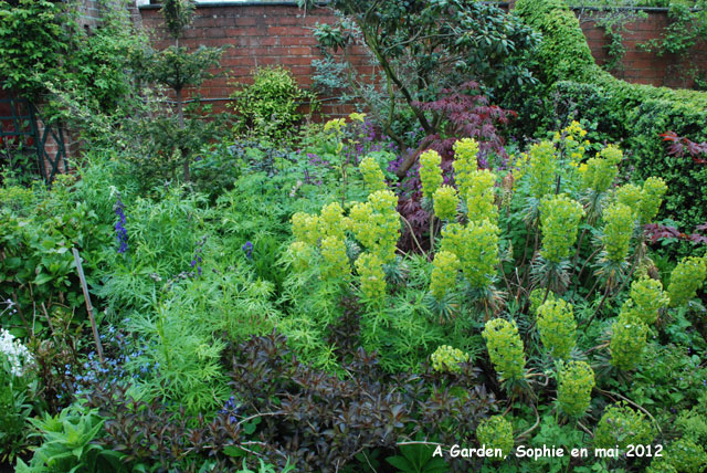 A Garden: massif d'euphorbes