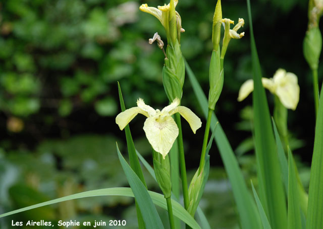 Les Airelles: les iris