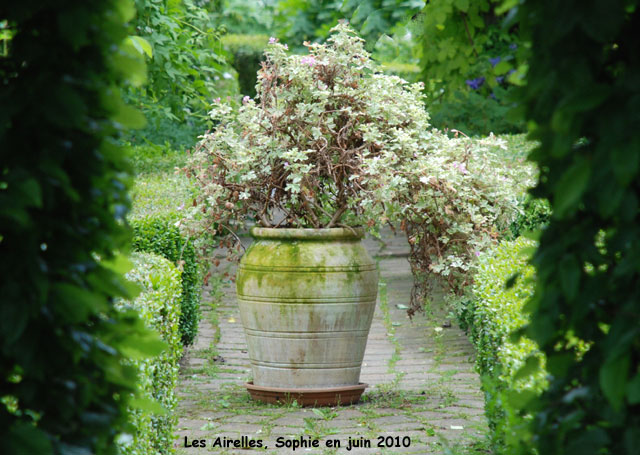 potée au jardin blanc