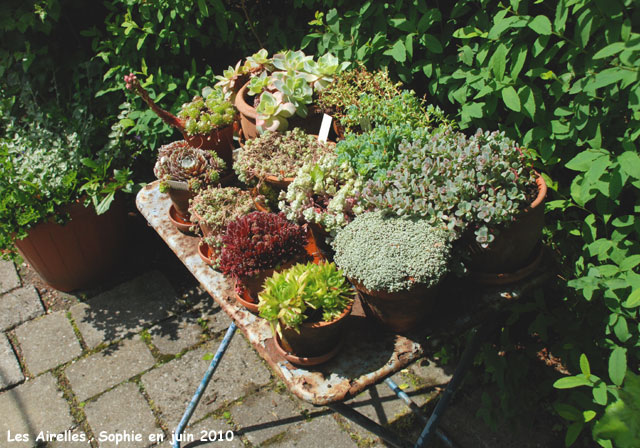 Les Airelles: la table de sedums