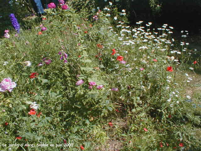 roses et coquelicots