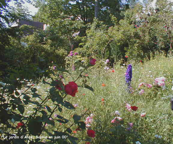 Delphinium dans ls herbes hautes