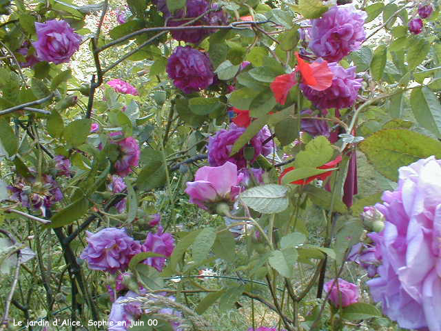 rosier