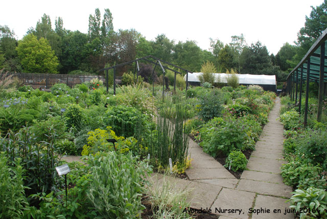 Avondale Nursery