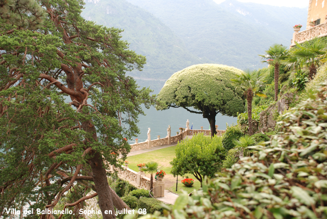 Villa del balbaniello: le chêne taillé