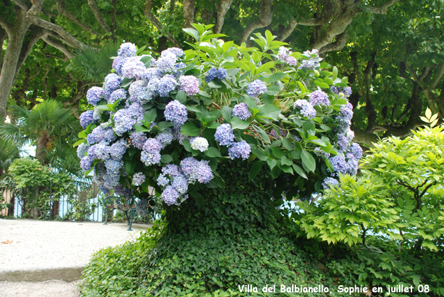 Villa del balbaniello: potée d'hortensia