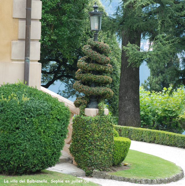 Villa del balbaniello: ficus pumila