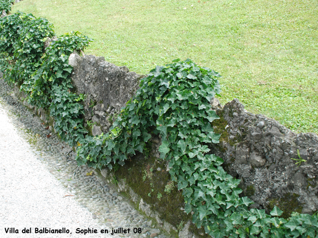 Villa del balbaniello: guirlande de lierre