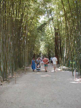 all&eacute;e principale