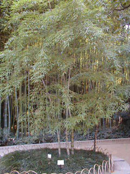 bambou étrange