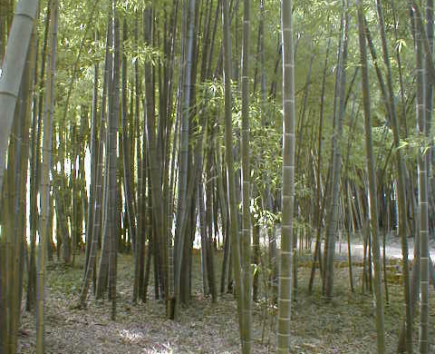 La bambouseraie