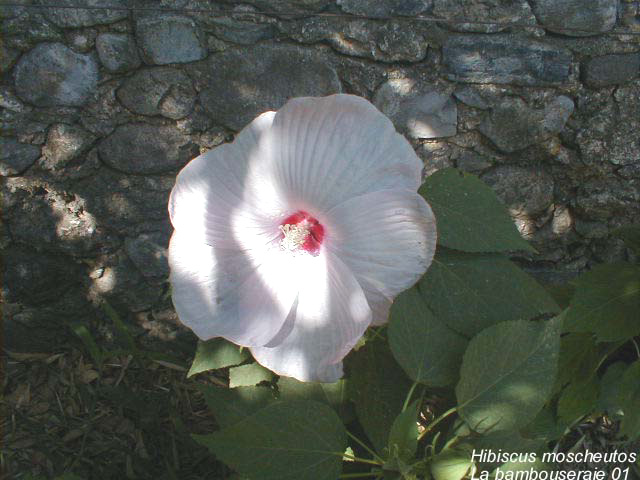 Hibiscus moscheutos